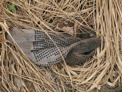 H041
